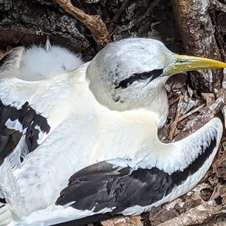 Seychelles-bird-life