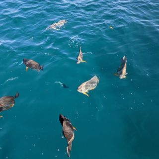 Seychelles-marine-life
