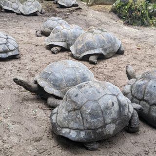 Seychelles-tortoises