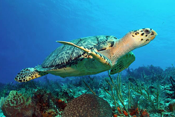 Akumel Turtle