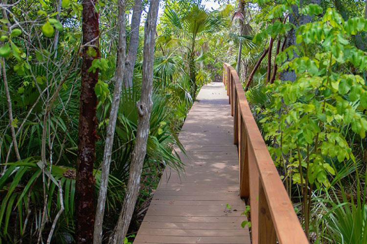 Cayman Islands forest walk