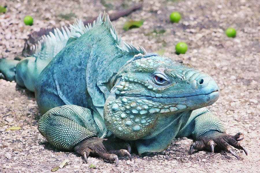 Caymans iconic blue iguana