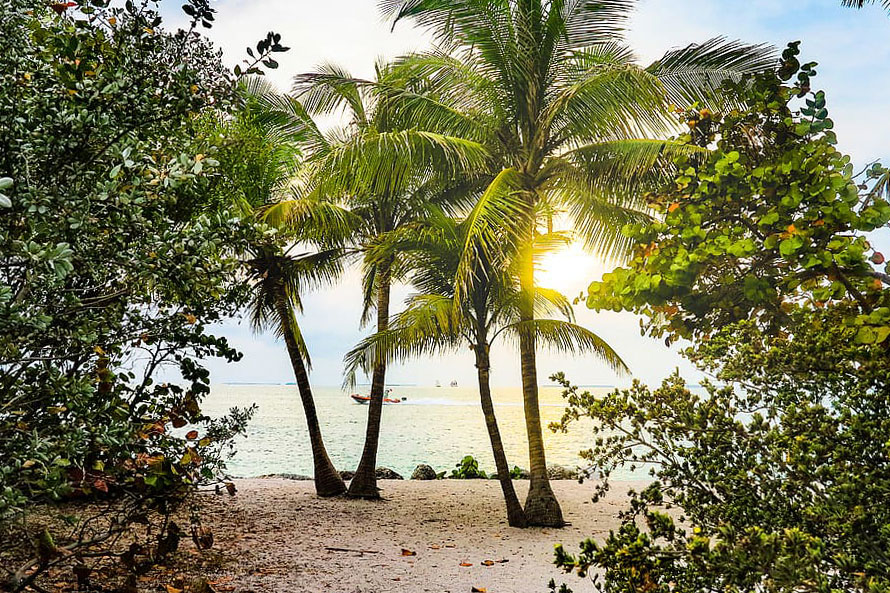 coconut-trees