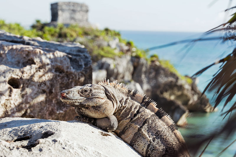 Iguana, Maya Riviera