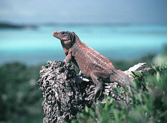 Northern-Bahamas-Rock-Iguana