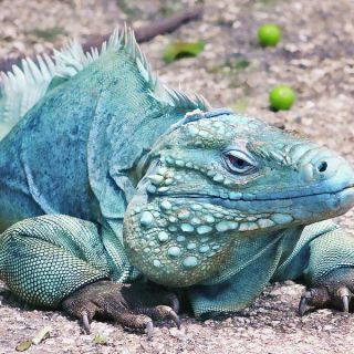 Caymans iconic blue iguana