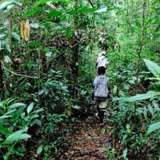 Jungle walk, Koh Chang