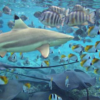 Bora Bora's natural aquarium