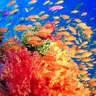 New Caledonia's colourful underwater world