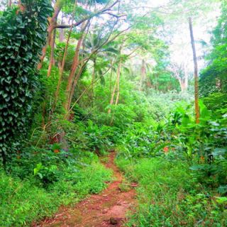 On a Huahine hike