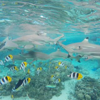 Swimming with the sharks excursion, Huahine