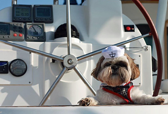 Taking the Dog on a Charter Boat Holiday - Sail Connections