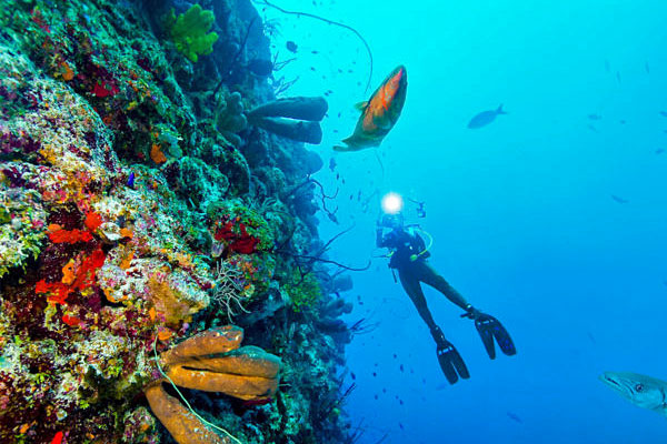 Diving the Caymans