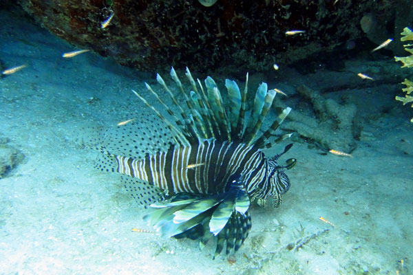 Exuma Cays marine life