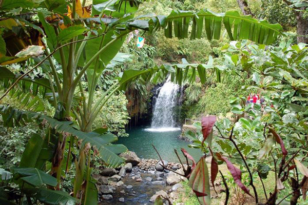 Grenada flora