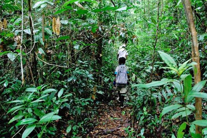 Jungle walk, Koh Chang