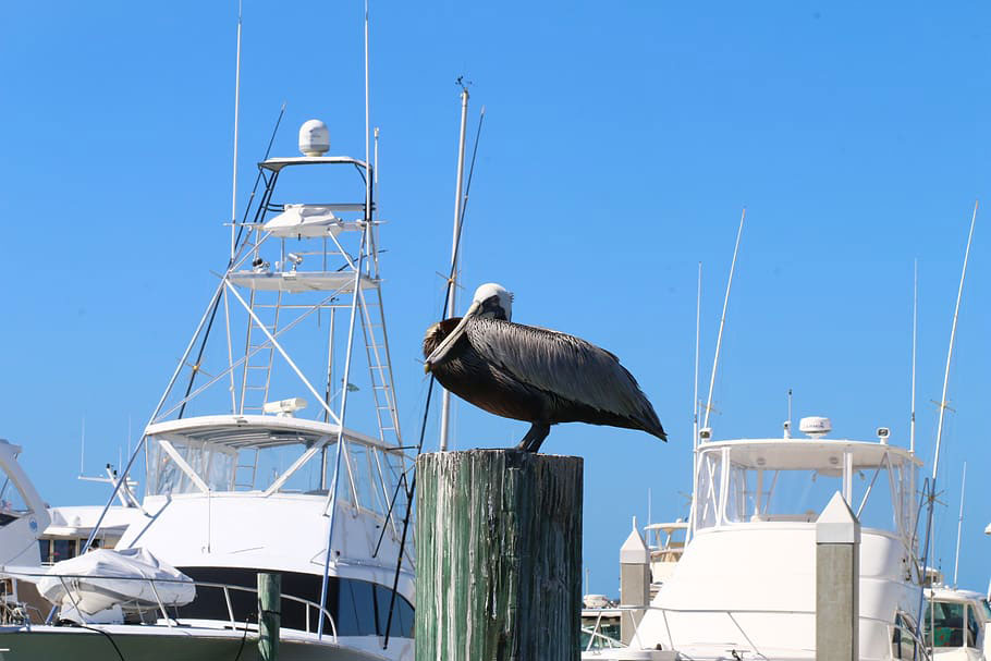 pelican-florida-keys