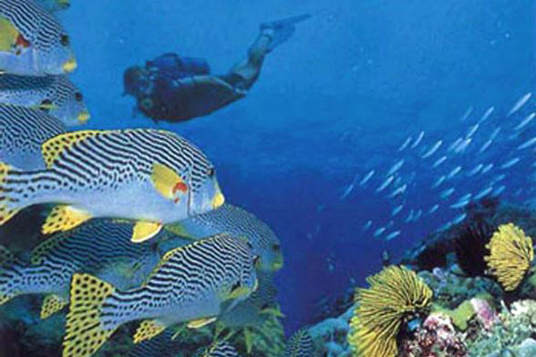 Seychelles marine life abounds