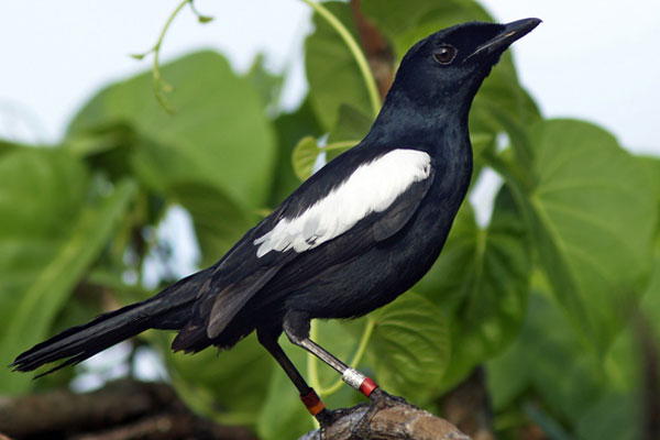 Seychelles magpie robin