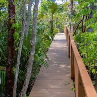 Cayman Islands forest walk