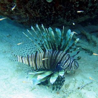 Exuma Cays marine life