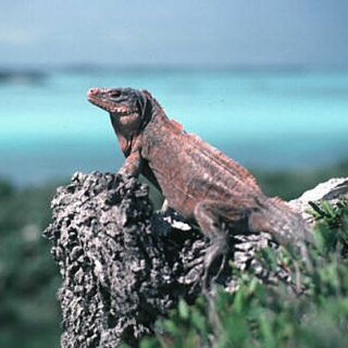 Northern-Bahamas-Rock-Iguana