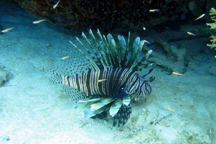 The Bahamas FAQs