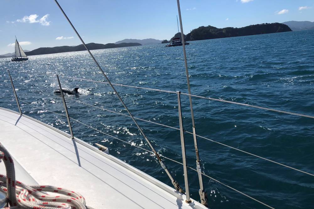 Cruzar catamaran 