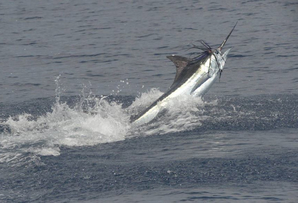 Ata Rangi Game Fishing